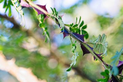 Close-up of green leaves on branch