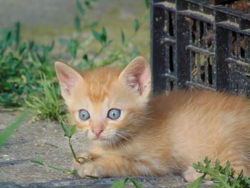 Portrait of ginger cat relaxing outdoors