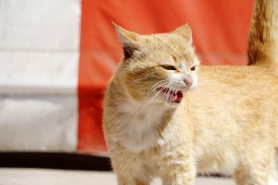 Close-up of cat looking away