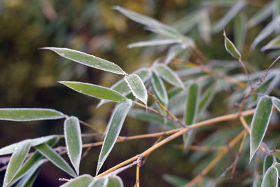 Close-up of plant growing on field