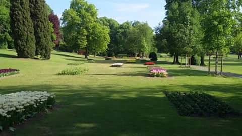 Trees in park