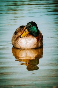 Duck swimming in lake