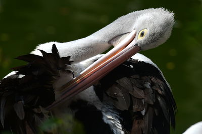 Close-up of a pelican