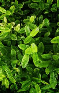 Full frame shot of green leaves