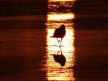 Silhouette bird in a sea