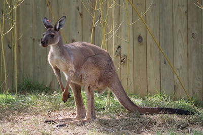 Deer standing in a field