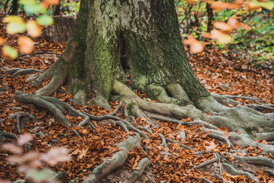 Close-up of tree roots on field