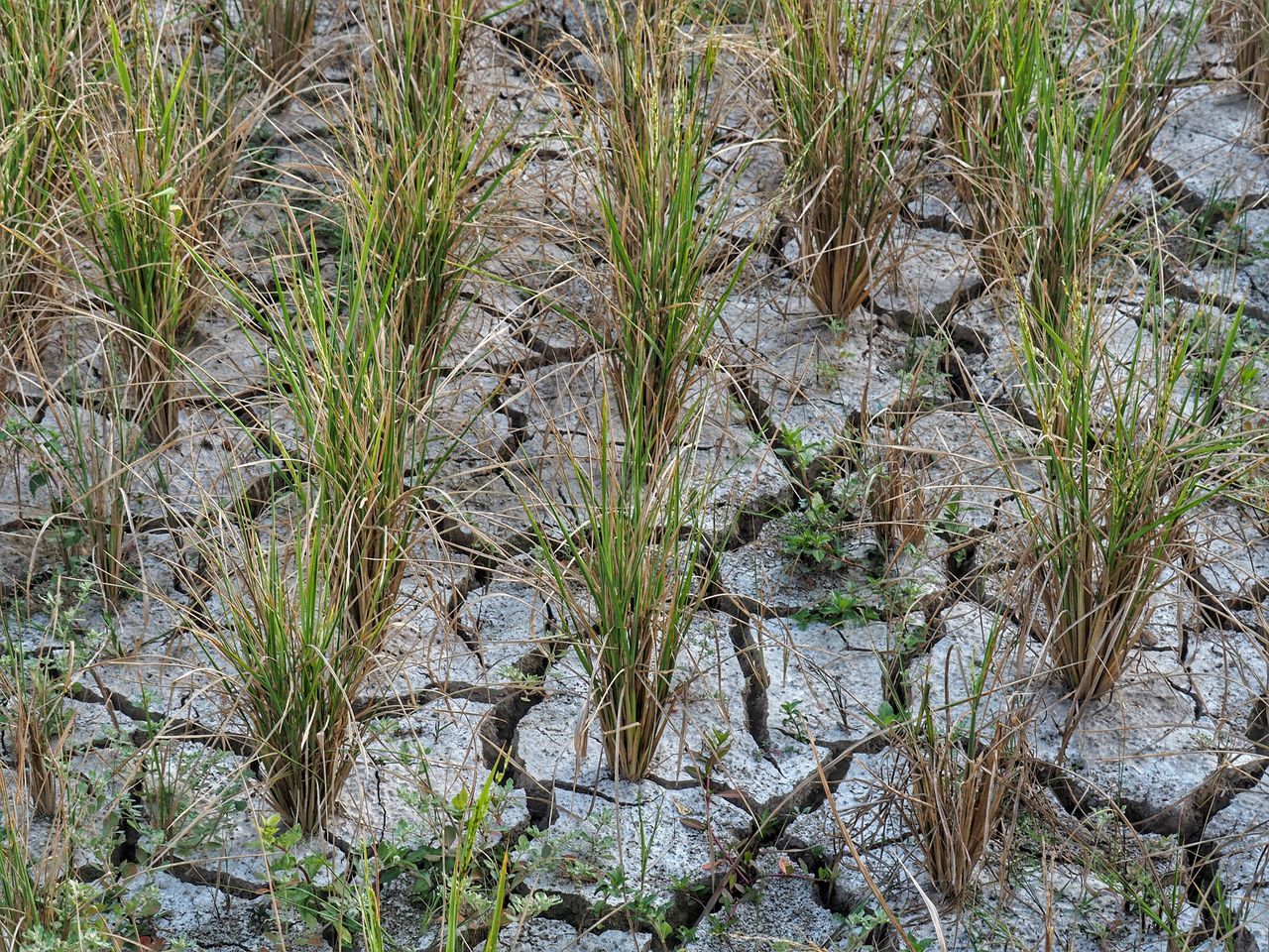 CLOSE-UP OF GRASS ON ROCK