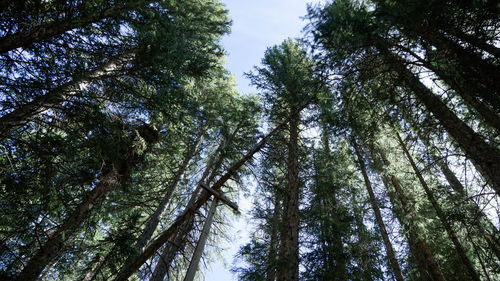 Low angle view of pine trees against sky
