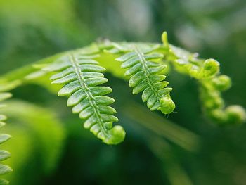 Close-up of fern leaves