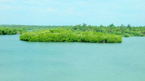 Scenic view of trees against clear sky