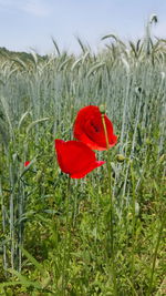 Close-up of red flower blooming in field