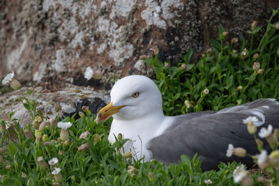 Close-up of duck on rock