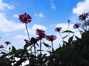 Low angle view of flowering plants against sky
