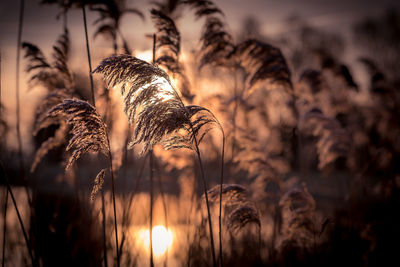 Close-up of stalks against sky during sunset