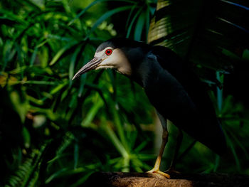 Close-up of bird perching on plant