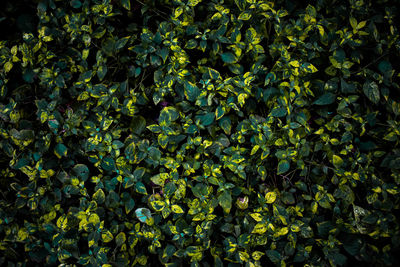 Full frame shot of leaves on plant