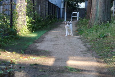 Dog in park