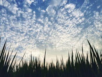 Low angle view of plants against cloudy sky