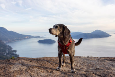 Dog standing on rock against sky