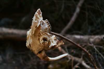 Animal skull