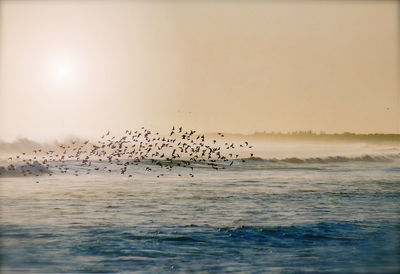 Flock of birds flying over sea