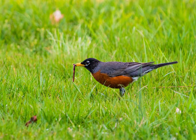 Close-up of a bird on grass