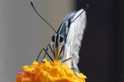 Close-up of butterfly on orange flower