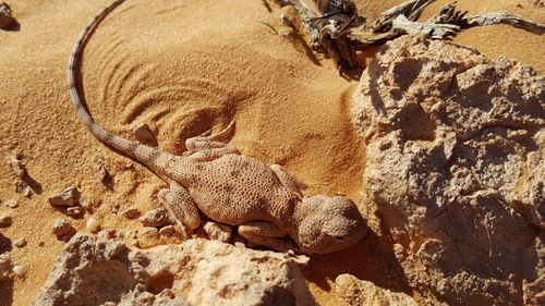 High angle view of animal lying on rock