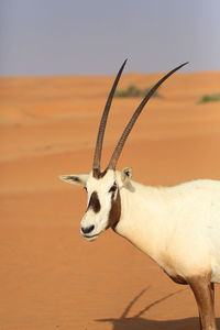 Close-up of deer