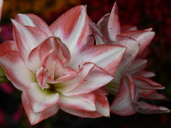 Close-up of pink rose plant