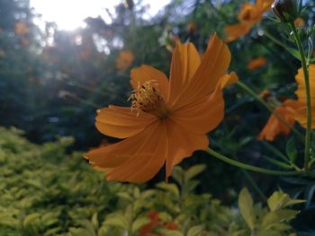 Close-up of orange cosmos flower blooming outdoors