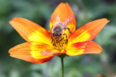 Close-up of insect on flower