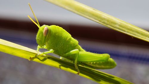 Close-up of grasshopper on leaf