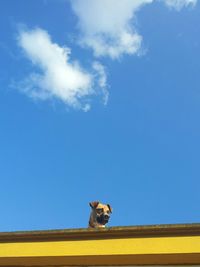 Portrait of dog against clear sky