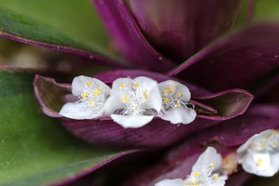 Close-up of purple rose flower