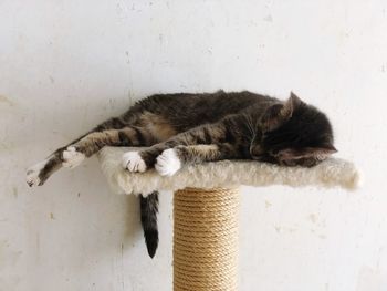 Cat sleeping on cat tree platform 
