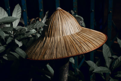 Close-up of hat on plant at night