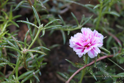 Close-up of pink flowers blooming outdoors