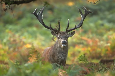 A rutting red deer stag