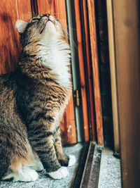 Cat looking away