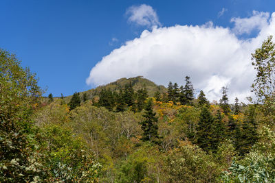 Low angle view of trees on mountain against sky