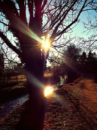 Close-up of tree against sky during sunset