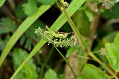 Close-up of insect on leaf