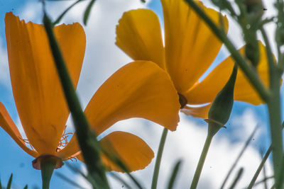 Close-up of yellow day lily blooming outdoors