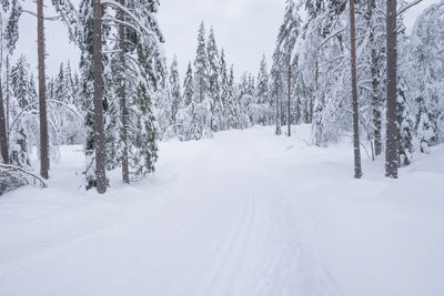 Snow covered land and trees against sky