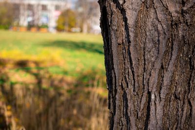 Close-up of tree trunk on field