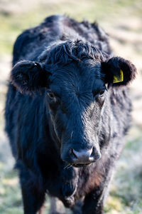 Close-up portrait of a cow in a field
