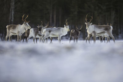 Reindeers on snowcapped field during winter