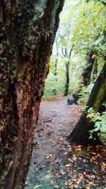 Trees in forest